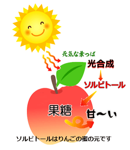りんごの光合成