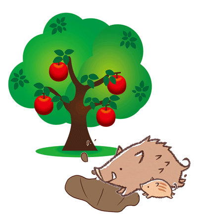 りんご畑にイノシシ参上