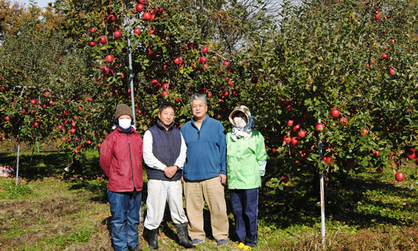 りんごのまるじのりんご畑