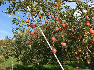 まるじファームのりんご畑