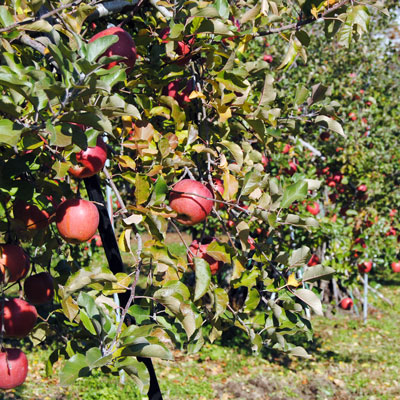 たわわなりんご