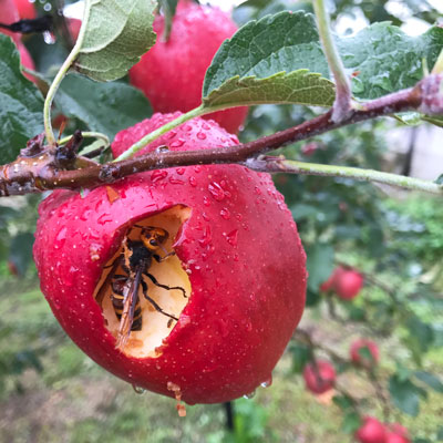りんごとハチさん
