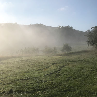 りんごのまるじのりんご畑